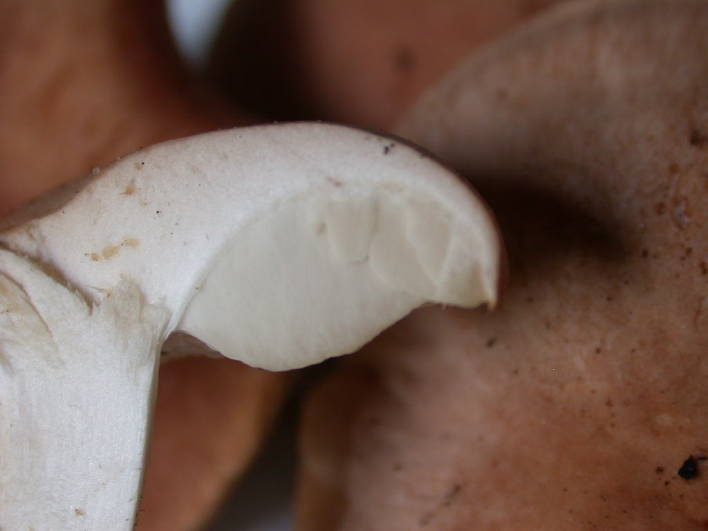 Ci (ri)provo con questo... Quizzzzzzzz